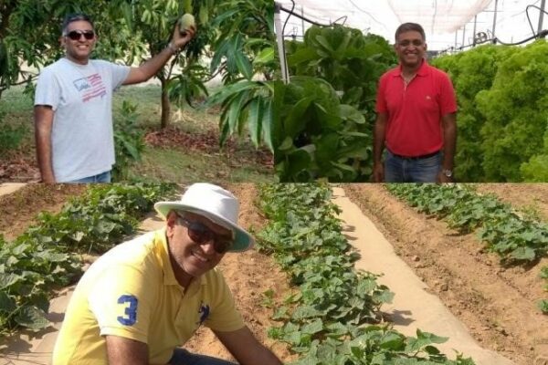 Cultivating Sustainability: Raj-Shree Farms and Its Synergy with Mangofolks