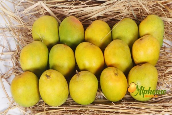 Summer Delights Delivered: Experience Ratnagiri and Devgad Alphonso Mangoes at Your Doorstep