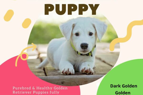 The Thriving Pet Market in Kolkata: A Guide to Buying Dogs in the City of Joy