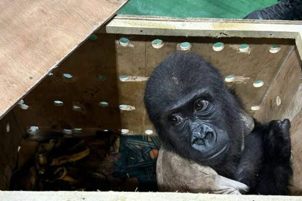 Baby Gorilla Named Hafez: A Symbol of Hope