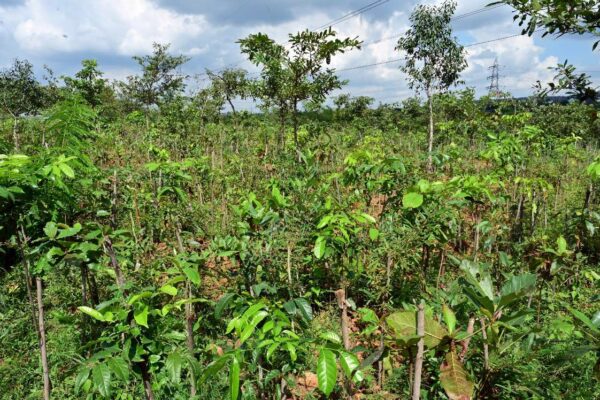 Puravankara pledges to plant 1 million trees as part of 1t.org movement