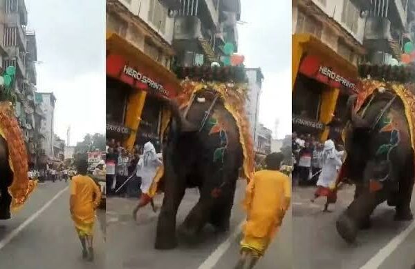 Elephants Panic During Ahmedabad Rath Yatra, Video Goes Viral; Vantara Steps In Amid Renewed Animal Welfare Debate