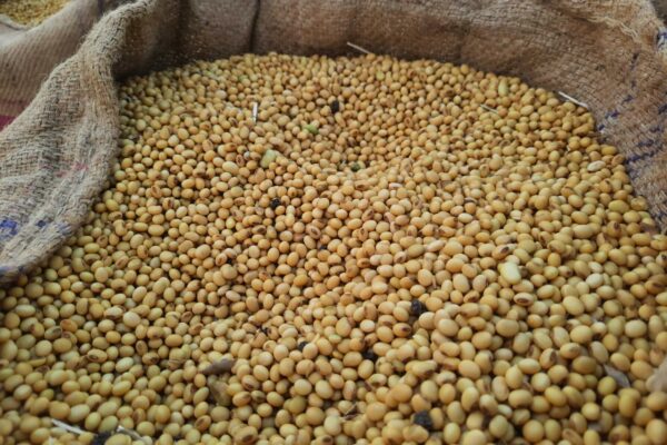 India’s Non-GMO Soy Sector Prepares for EUDR Compliance with Support from SOPA and TRST01