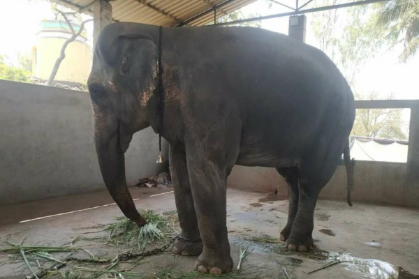 A New Beginning for Mahadevi: Vantara’s Unique Vision for Compassionate Elephant Care in Kolhapur