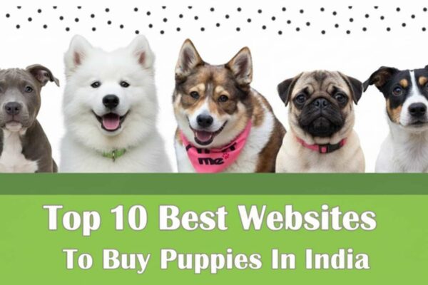Top 10 Best Websites to Buy Puppies in India